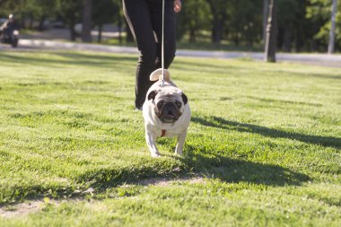 Parkta, tasmalı köpek yürüyüş yaz Park yeşil çimenlerin üzerinde yürüyüş pug 