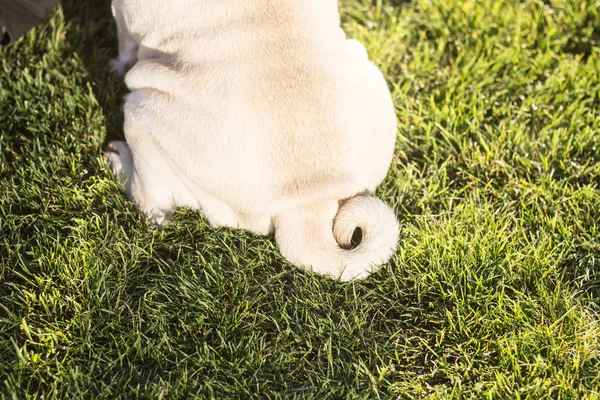 Close-up van pictor voor pug tail op het groene gras — Stockfoto