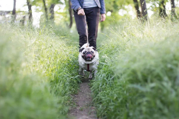 Imagen de cerca de pug paseando en hierba verde, lindo perrito en el parque —  Fotos de Stock