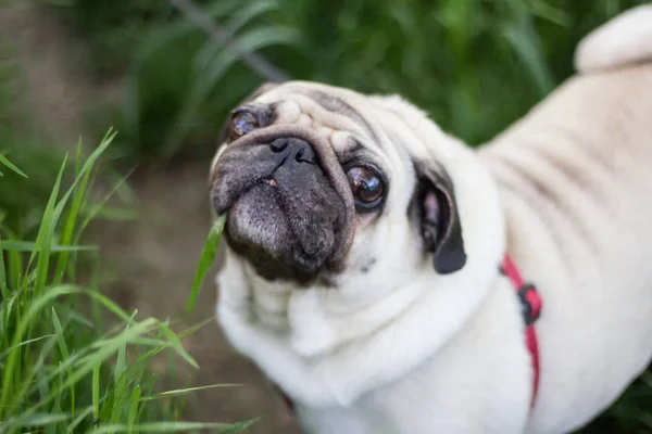 Közelkép kép, mopsz, zöld fű, aranyos kis kutya Park séta — Stock Fotó