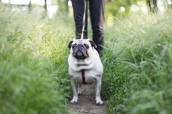 Photo rapprochée du carlin marchant dans l'herbe verte, mignon petit chien dans le parc — Photo