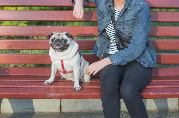 Portraitbild einer jungen hübschen Frau im Park auf Bank sitzend, Spaziergang von Weibchen und Mops im Sommerpark. — Stockfoto