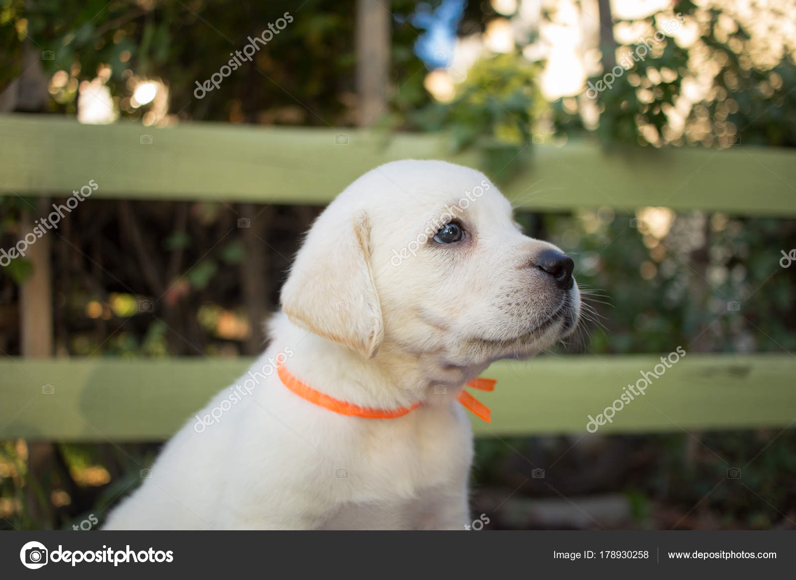 青いテーブルの上のかわいい ヶ月のラブラドール子犬の画像を閉じる 無料のストック写真 C Serejkakovalev