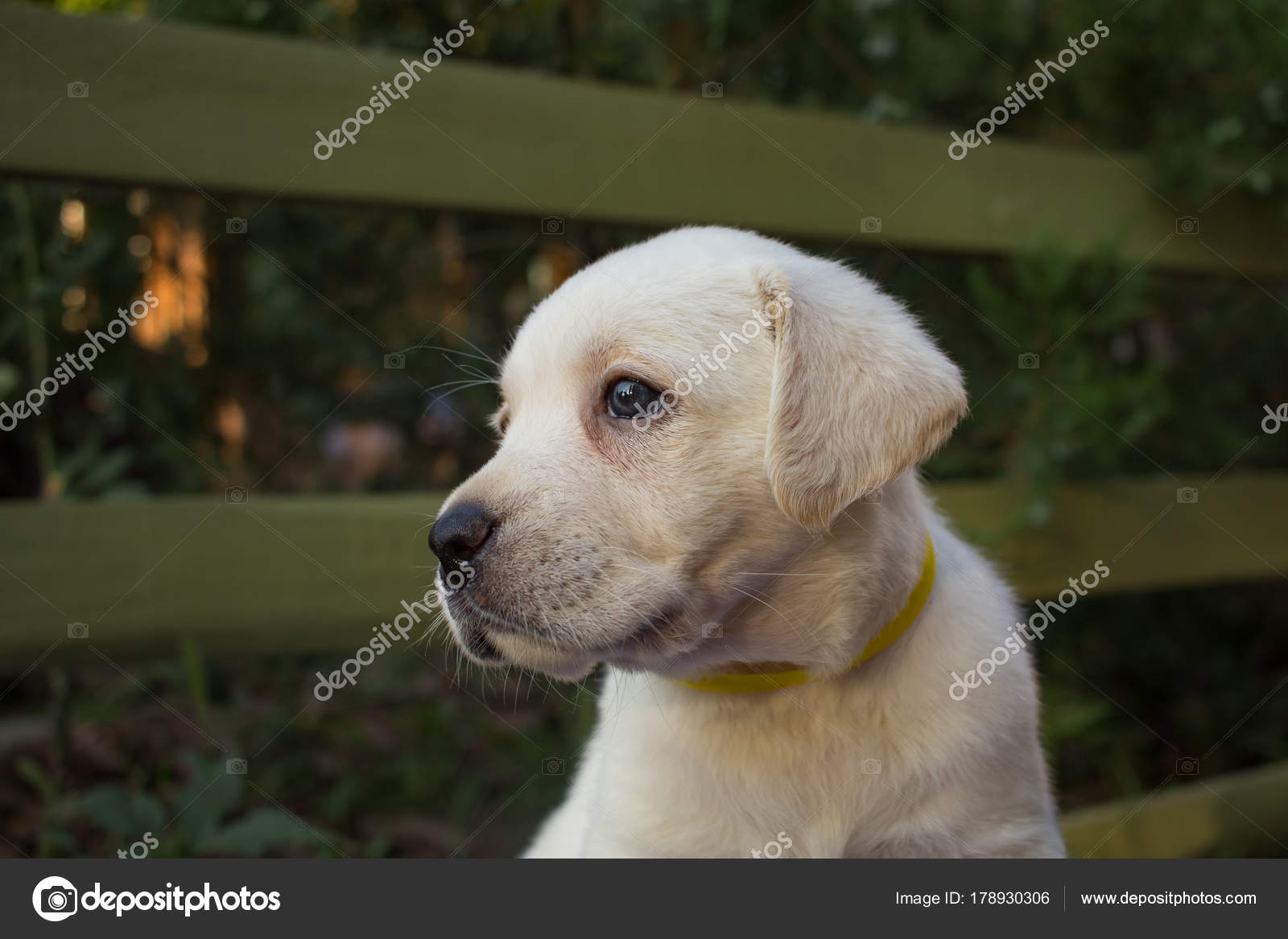 青いテーブルの上のかわいい ヶ月のラブラドール子犬の画像を閉じる 無料のストック写真 C Serejkakovalev