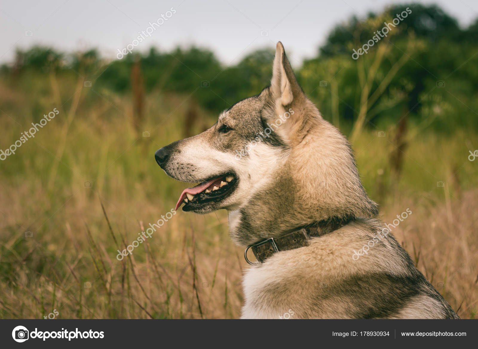 Chien Chasse Russe Dans Les Champs Husky Chien Loup Automne