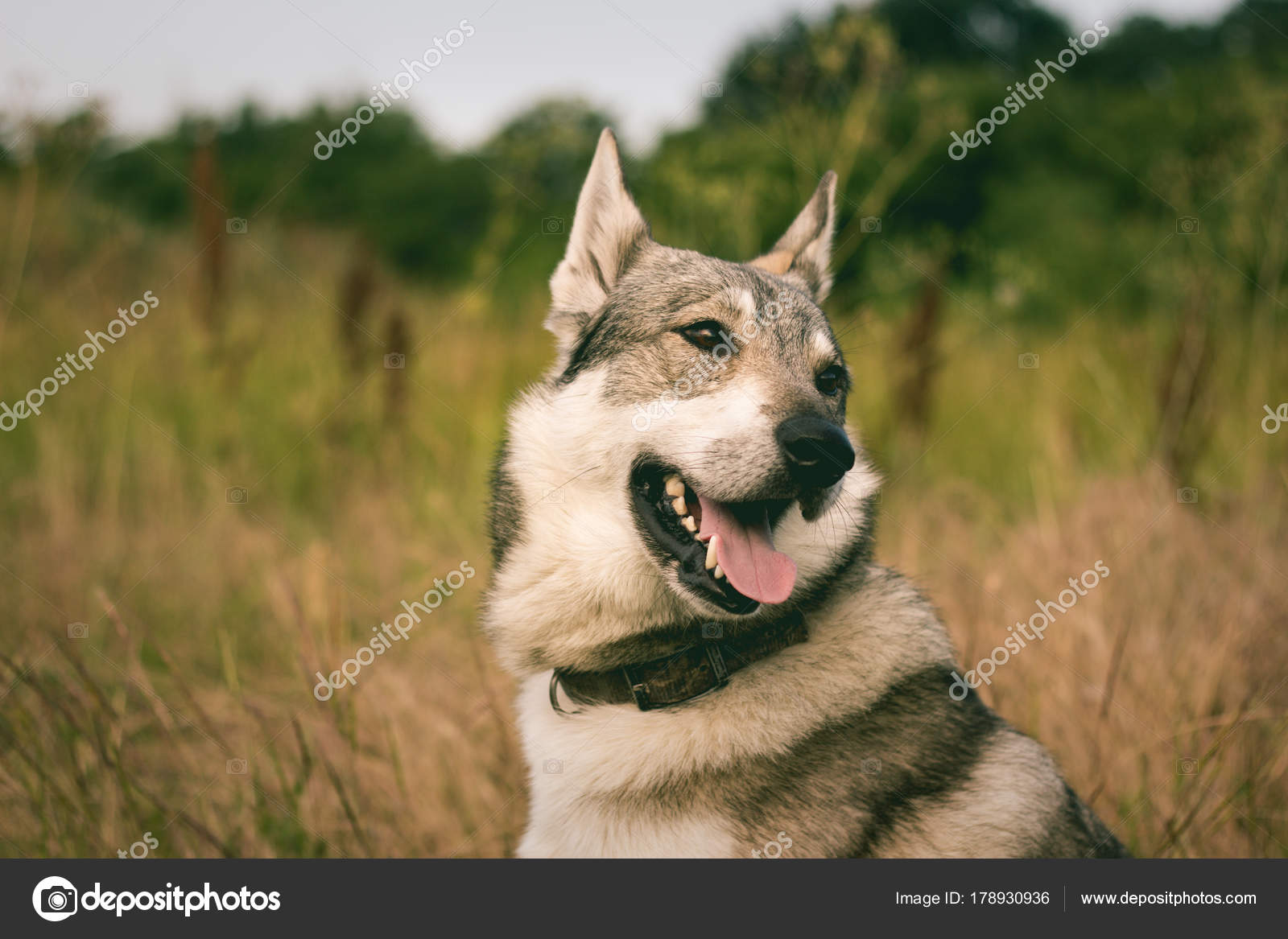 gray hunting dog