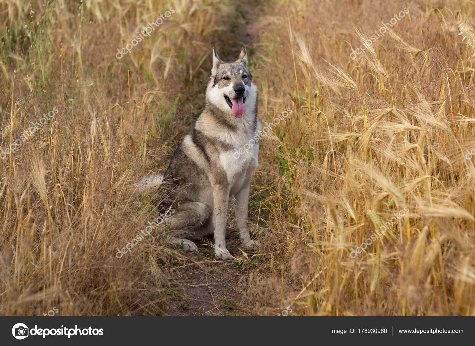 Russian Hunting Dog Fields Husky Wolf Dog Autumn Times Cute
