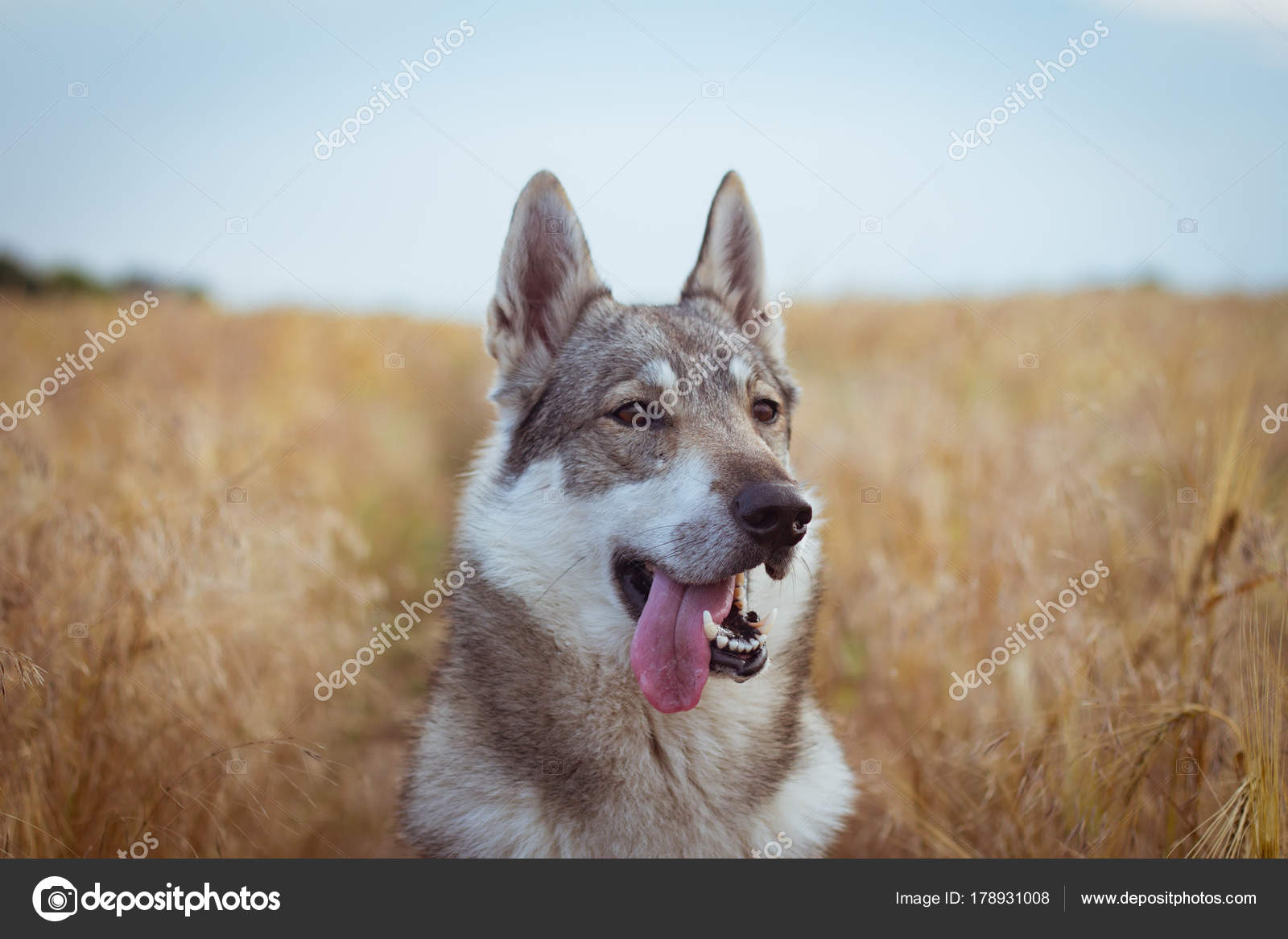 gray hunting dog