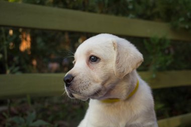 Şirin bir ay labrador yavru mavi masada resmini kapatın