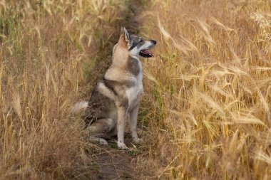 Rus av köpeği, husky alanlara ya da Kurt köpek sonbahar zamanlarda, gri köpek 