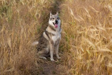 Rus av köpeği, husky alanlara ya da Kurt köpek sonbahar zamanlarda, gri köpek 