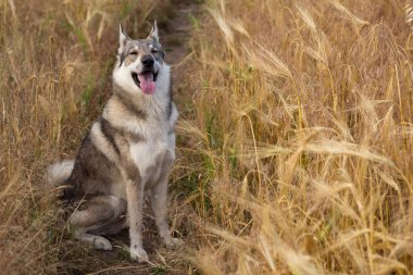 Rus av köpeği, husky alanlara ya da Kurt köpek sonbahar zamanlarda, gri köpek 