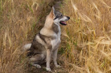Rus av köpeği, husky alanlara ya da Kurt köpek sonbahar zamanlarda, gri köpek 