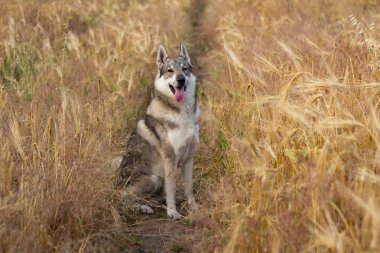 Rus av köpeği, husky alanlara ya da Kurt köpek sonbahar zamanlarda, gri köpek 