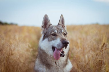 Rus av köpeği, husky alanlara ya da Kurt köpek sonbahar zamanlarda, gri köpek 