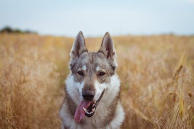Rus av köpeği, husky alanlara ya da Kurt köpek sonbahar zamanlarda, gri köpek 