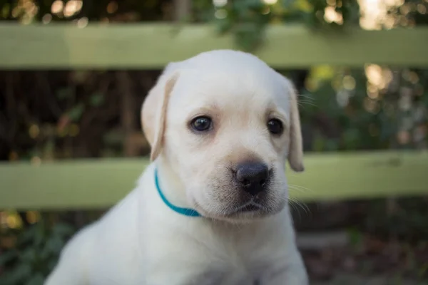 Nahaufnahme Bild Von Niedlichen Labrador Welpen Auf Blauem Tisch — Stockfoto