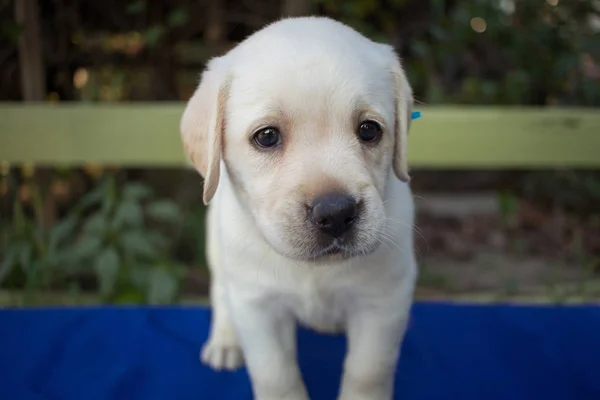 Close Imagine Drăguț Lună Labrador Catelus Masa Albastră — Fotografie, imagine de stoc