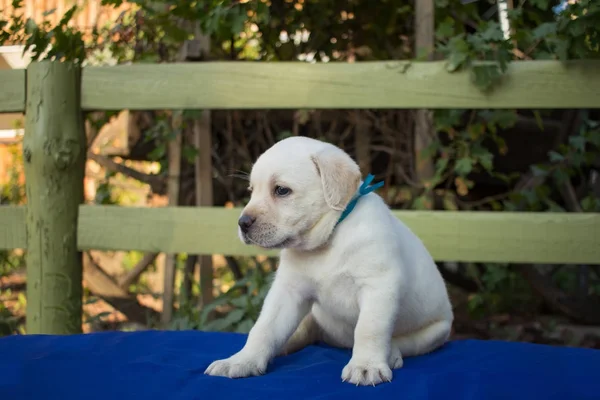 Close up picture of cute one month labrador puppy on blue table