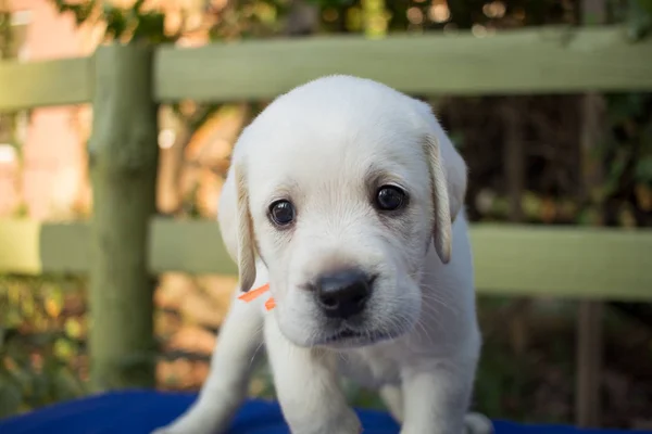 Close Imagine Drăguț Lună Labrador Catelus Masa Albastră — Fotografie, imagine de stoc