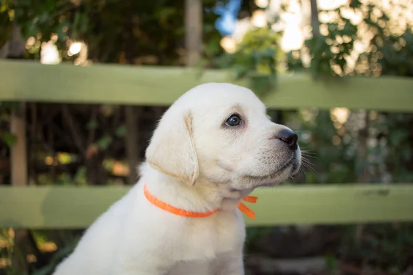 Close Picture Cute One Month Labrador Puppy Blue Table — Free Stock Photo