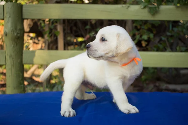 Close Imagine Drăguț Lună Labrador Catelus Masa Albastră — Fotografie, imagine de stoc