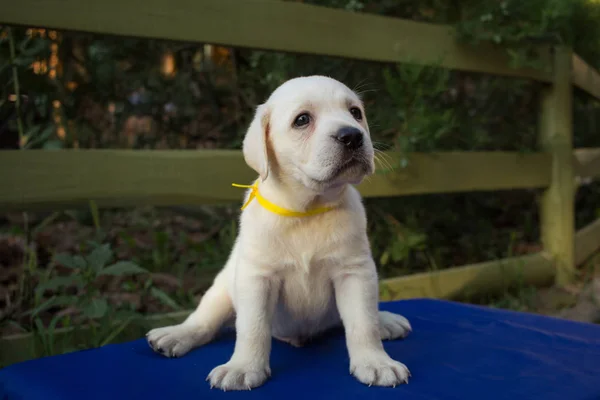 Close Picture Cute One Month Labrador Puppy Blue Table — Stock Photo, Image