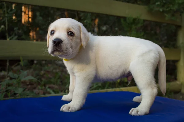 Imagen Cerca Lindo Cachorro Labrador Mes Mesa Azul —  Fotos de Stock