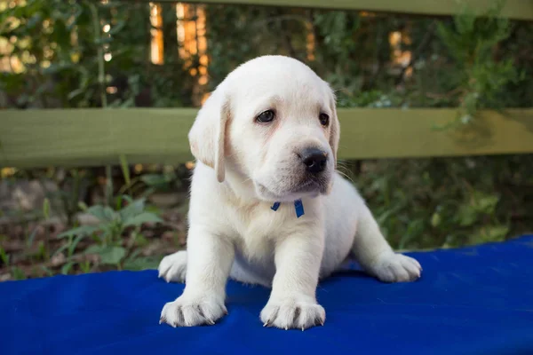 Imagen Cerca Lindo Cachorro Labrador Mes Mesa Azul —  Fotos de Stock