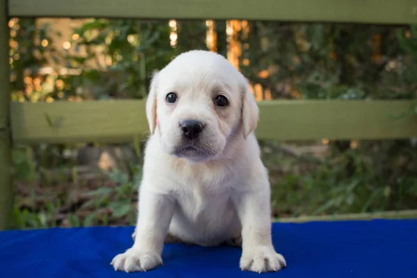Imagen Cerca Lindo Cachorro Labrador Mes Mesa Azul —  Fotos de Stock
