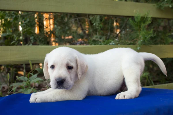 Close Foto Van Schattige Één Maand Labrador Pup Blauwe Tafel — Gratis stockfoto