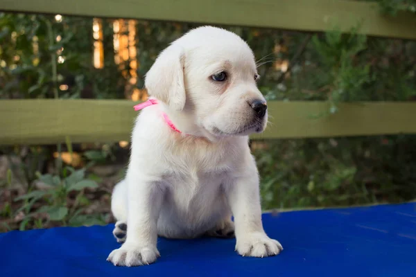 Close Imagine Drăguț Lună Labrador Catelus Masa Albastră — Fotografie, imagine de stoc