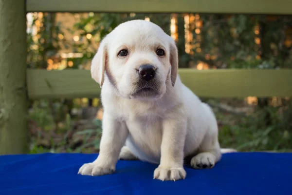 Zamknij Się Obraz Ładny Jeden Miesiąc Szczeniak Labrador Niebieski Tabeli — Zdjęcie stockowe