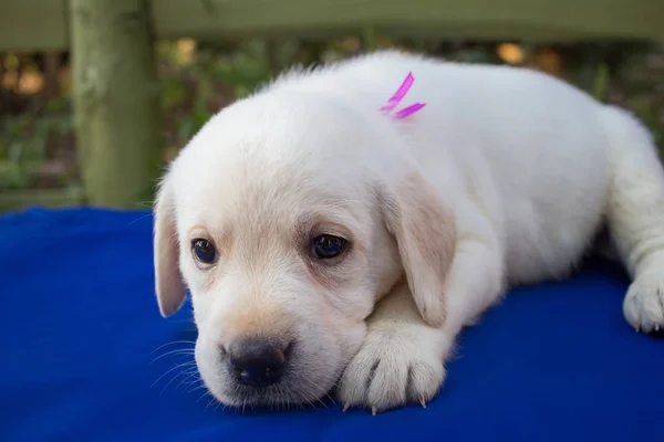 Imagen Cerca Lindo Cachorro Labrador Mes Mesa Azul —  Fotos de Stock