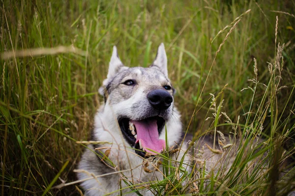 俄罗斯狩猎狗在田野 哈士奇或狼狗在秋季的时候 可爱的灰色狗 — 图库照片