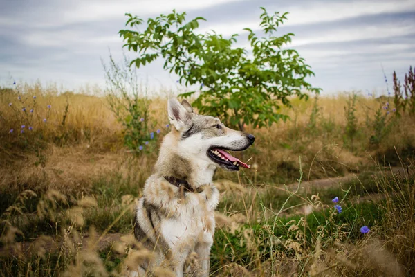 ハスキーの分野でロシアの狩猟犬や秋時代に グレーのかわいい犬オオカミ犬 — ストック写真