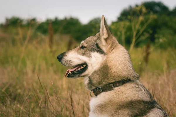 Russisk Jakthund Jorder Husky Eller Ulvehund Høsten Søt Grå Hund – stockfoto