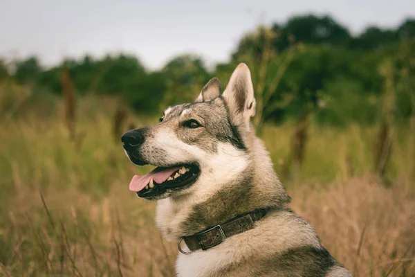 Rus Köpeği Husky Alanlara Kurt Köpek Sonbahar Zamanlarda Gri Köpek — Stok fotoğraf
