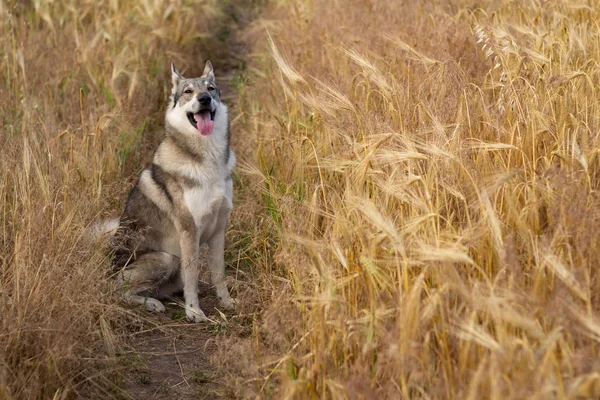 ハスキーの分野でロシアの狩猟犬や秋時代に グレーのかわいい犬オオカミ犬 — ストック写真