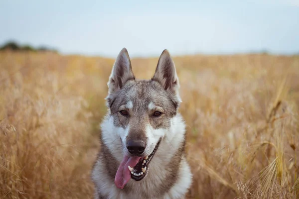 俄罗斯狩猎狗在田野 哈士奇或狼狗在秋季的时候 可爱的灰色狗 — 图库照片