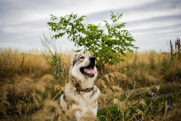 ハスキーの分野でロシアの狩猟犬や秋時代に グレーのかわいい犬オオカミ犬 — ストック写真