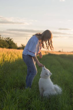 Erkek samoyed köpek yavrusu yeşil çim oyun sırasında günbatımı