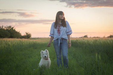 Erkek samoyed köpek yavrusu yeşil çim oyun sırasında günbatımı