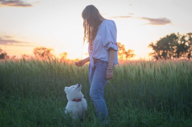 Erkek samoyed köpek yavrusu yeşil çim oyun sırasında günbatımı