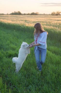 Erkek samoyed köpek yavrusu yeşil çim oyun sırasında günbatımı