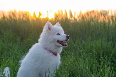 yeşil çim beyaz husky köpek yavrusu