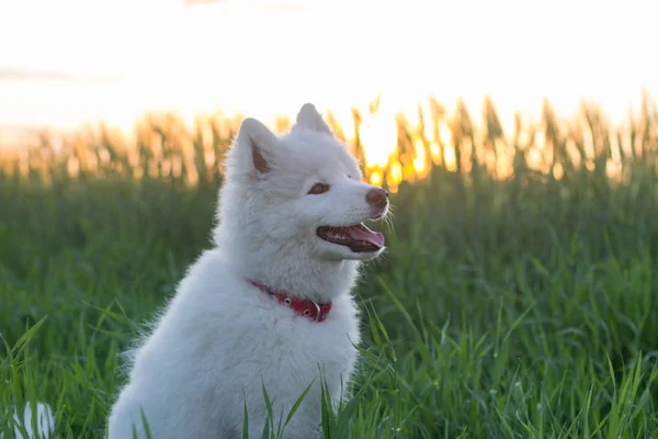 Cachorro Perro Husky Blanco Hierba Verde —  Fotos de Stock