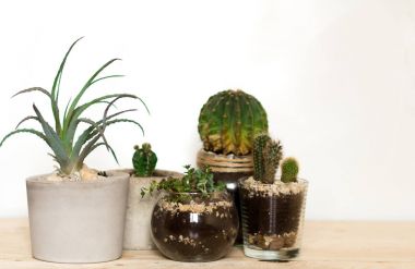 modern monimalistic tencere, kaktüs beyaz arka plan karşı ahşap masa üzerinde bitkiler kapalı succulents