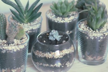 modern monimalistic tencere, kaktüs beyaz arka plan karşı ahşap masa üzerinde bitkiler kapalı succulents