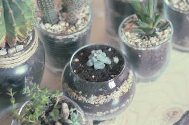 modern monimalistic tencere, kaktüs beyaz arka plan karşı ahşap masa üzerinde bitkiler kapalı succulents